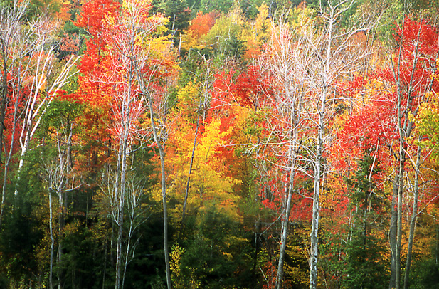 COLORI D'AUTUNNO