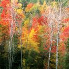 COLORI D'AUTUNNO