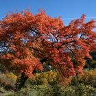 colori d'autunno