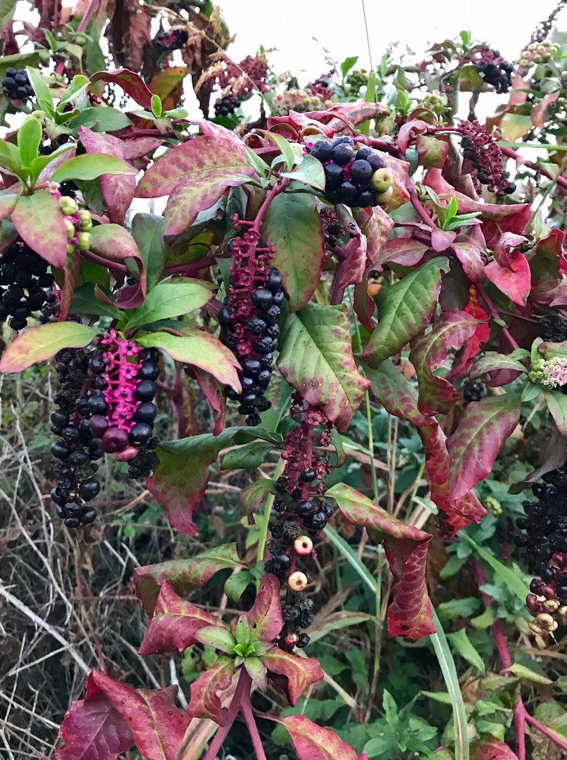 Colori d'autunno 