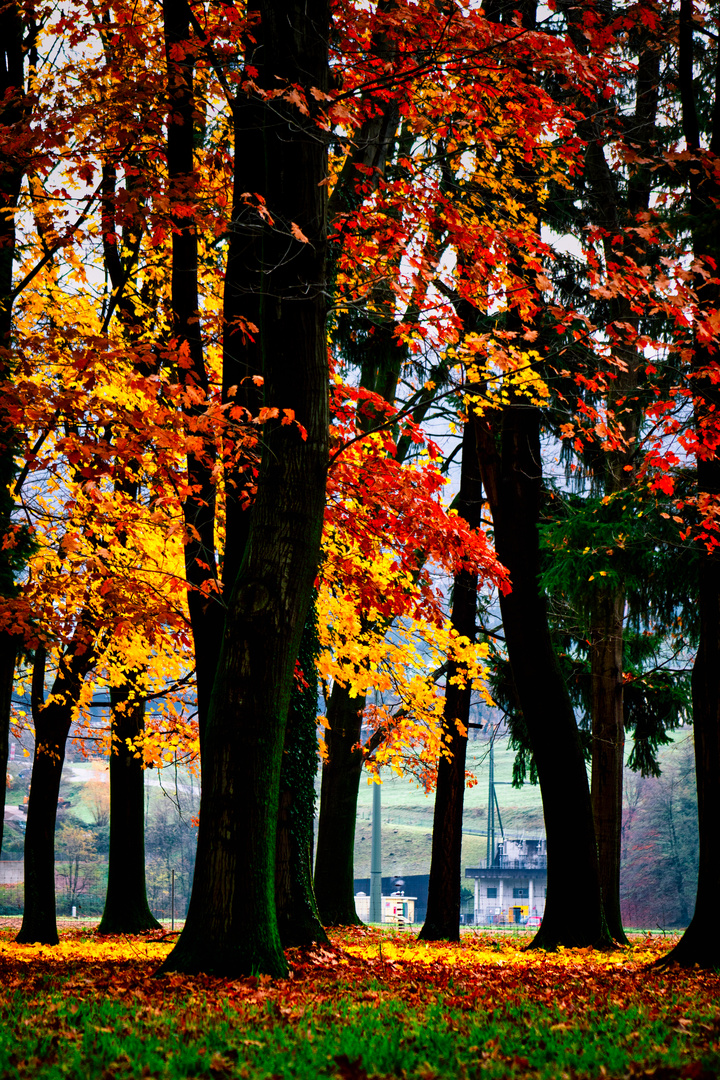 Colori d'autunno