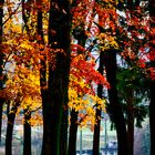 Colori d'autunno