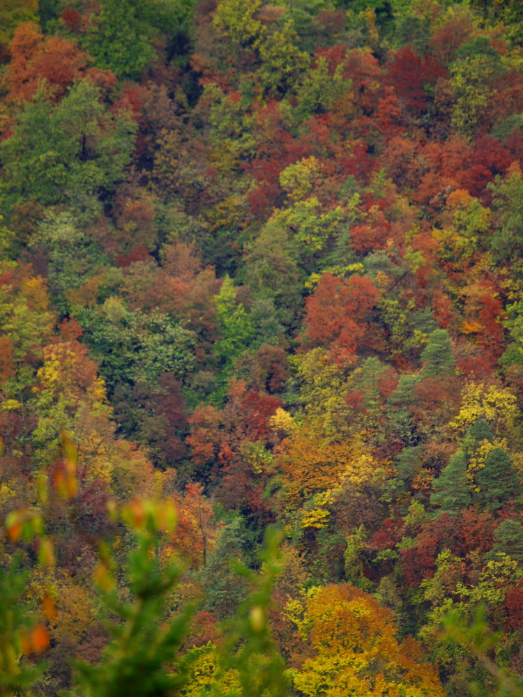 Colori d'autunno