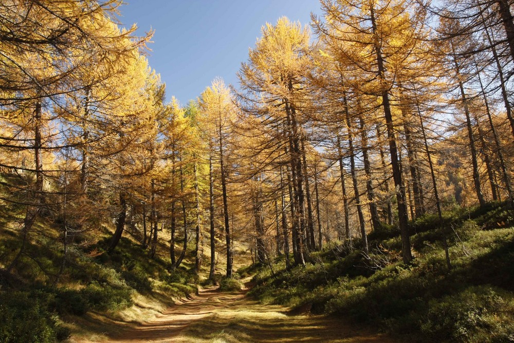 ... colori d'autunno ... (Alpe Devero, Ottobre 2008, foto 4)