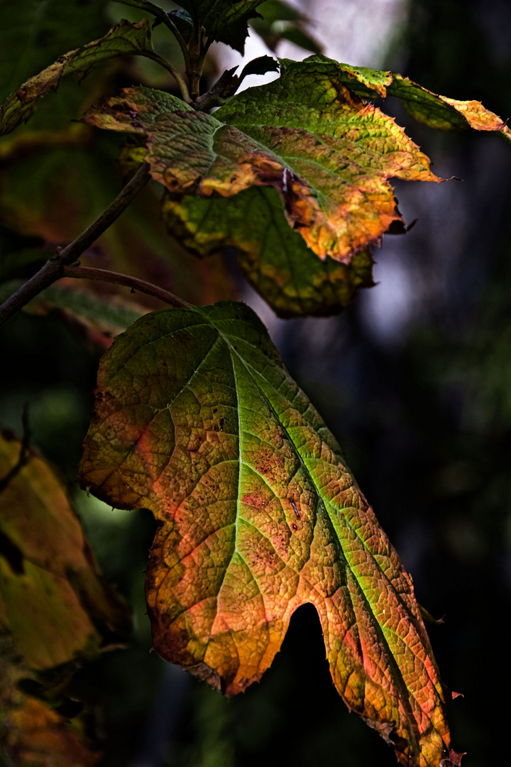 Colori d'autunno