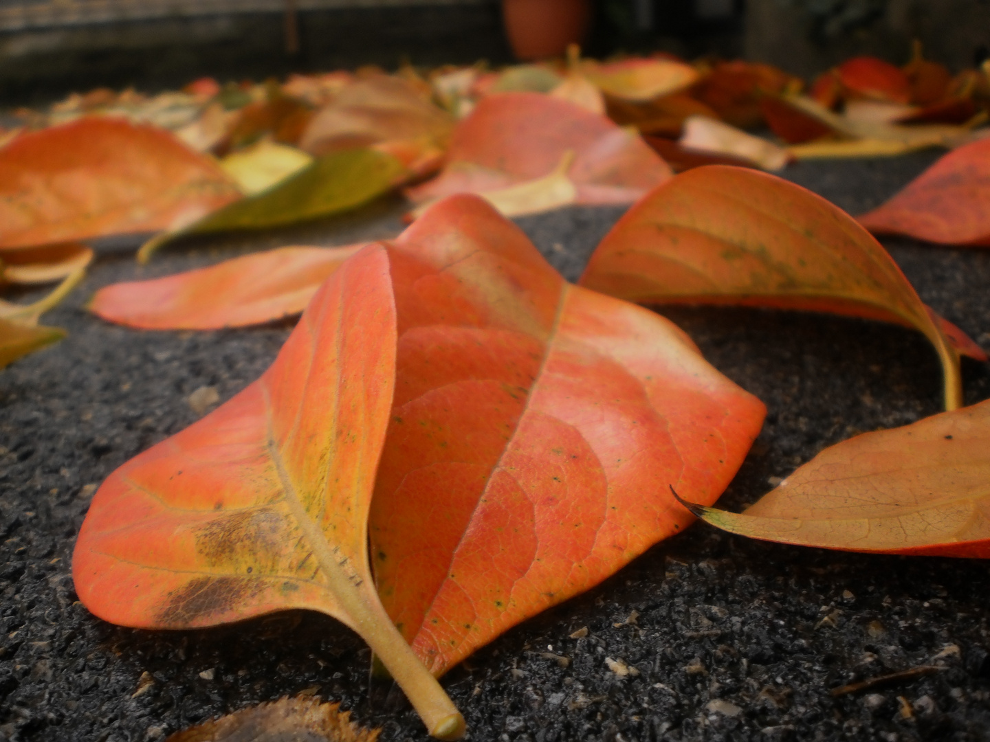 colori d'autunno