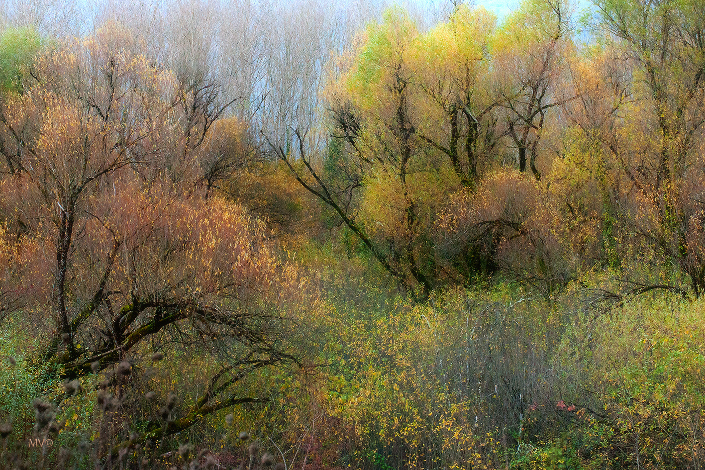 Colori d'autunno