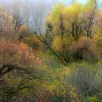 Colori d'autunno