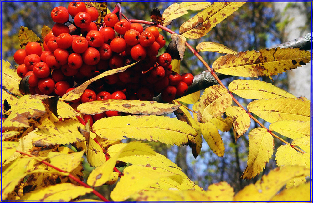 Colori d'autunno con bacche rosse