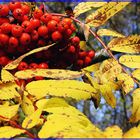 Colori d'autunno con bacche rosse