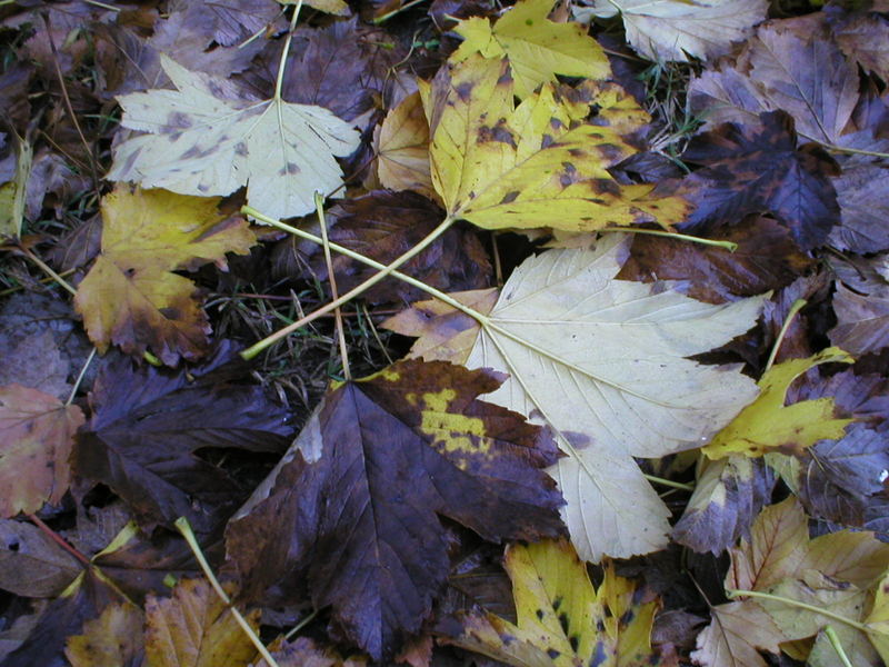 colori d'autunno