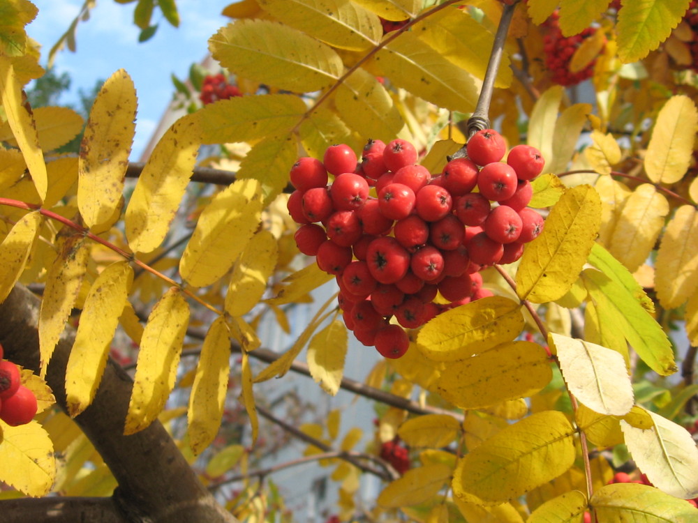 Colori d'autunno