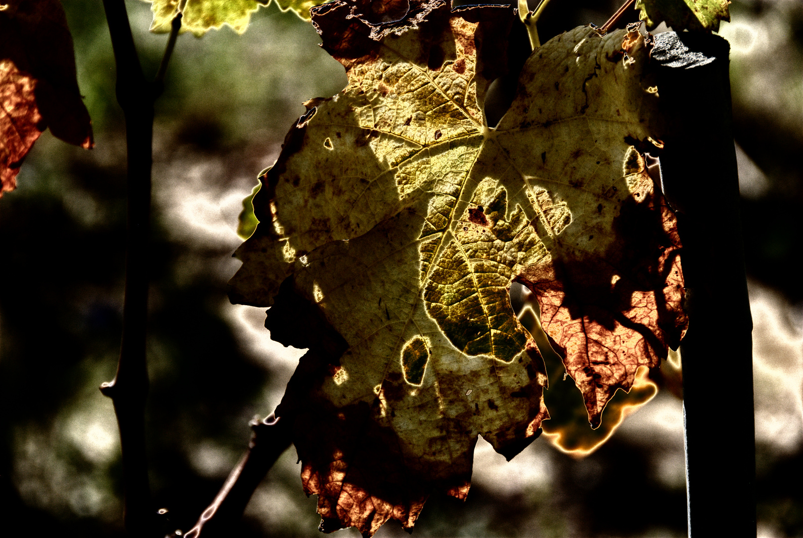 Colori d'autunno