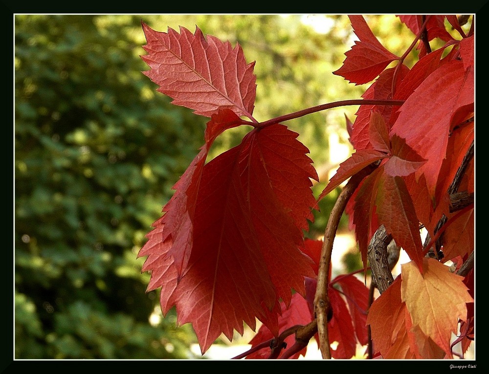 Colori d'autunno