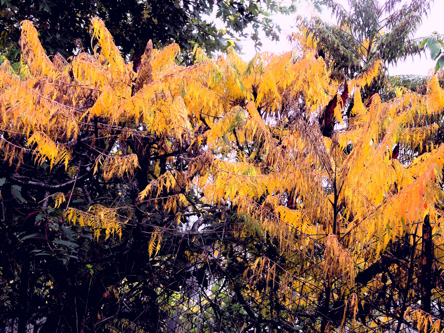 Colori d'Autunno, foglie gialle