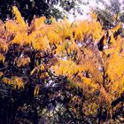 Colori d'Autunno, foglie gialle
