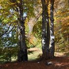 Colori d'autunno, le colonne d'Ercole naturali