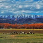 Colori d'autunno Nuova Zelanda