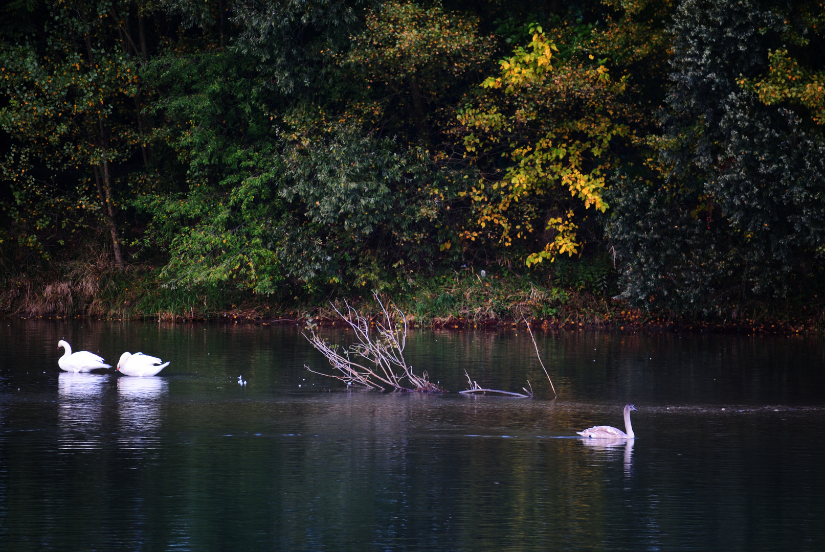 colori d'autunno sulla riva dell'Adige