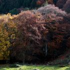 Colori del bosco d'Autunno