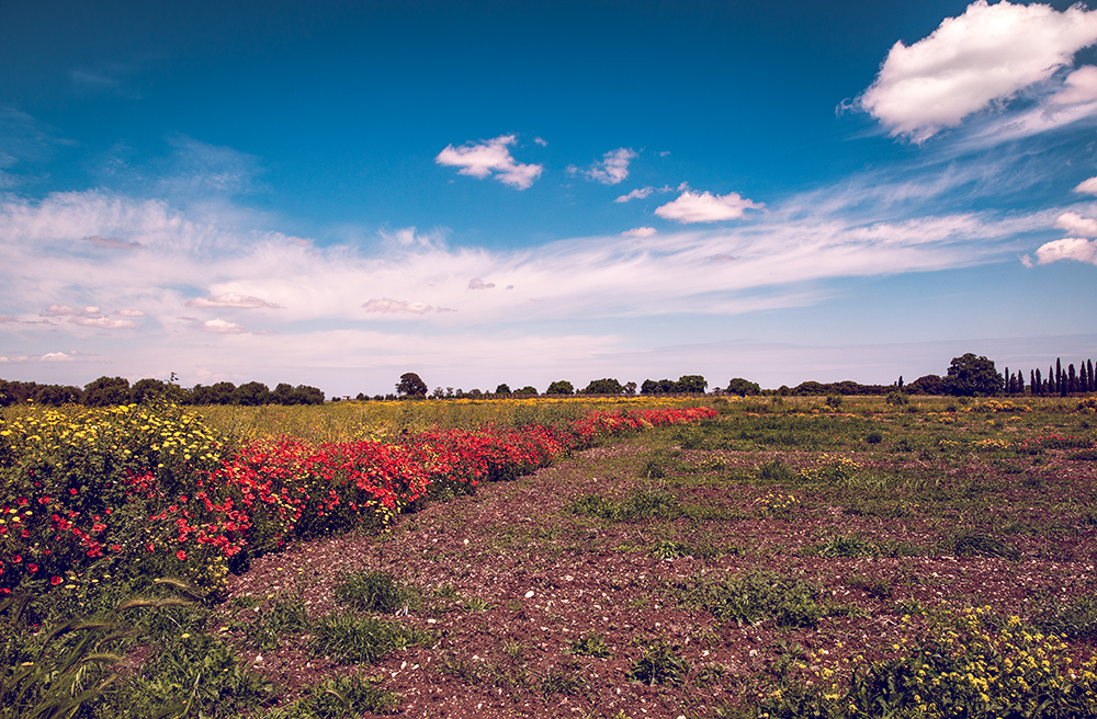 Colori del campo 