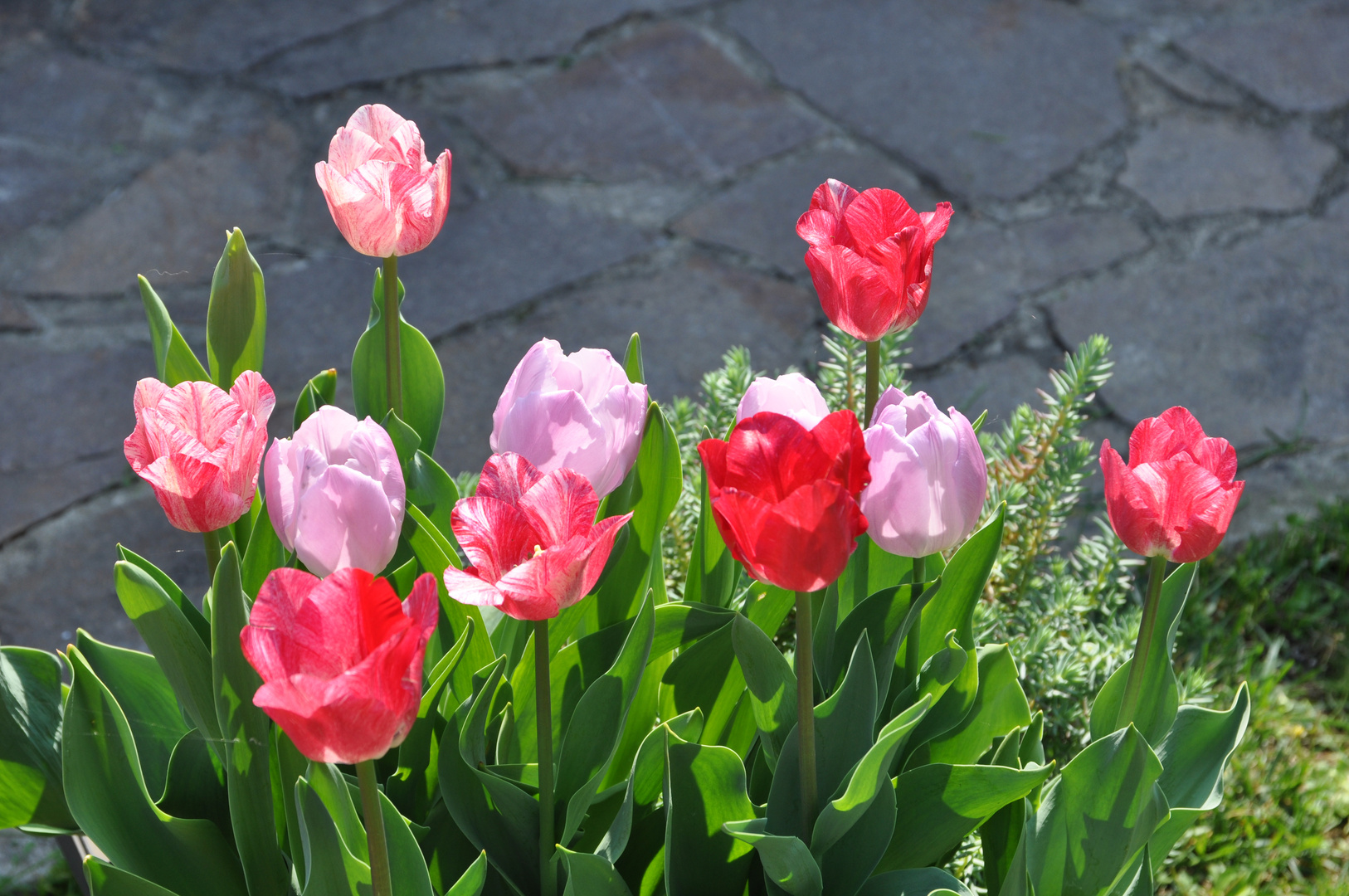 colori del mio giardino (primavera 2019)