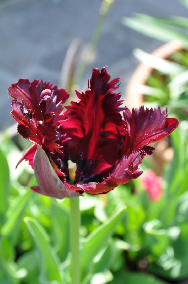 colori del mio giardino (primavera 2019) 6