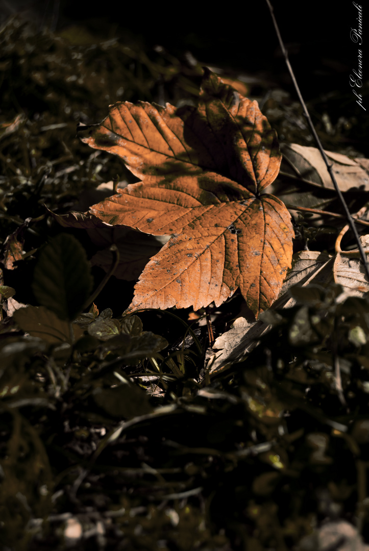 Colori del sottobosco