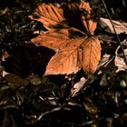 Colori del sottobosco