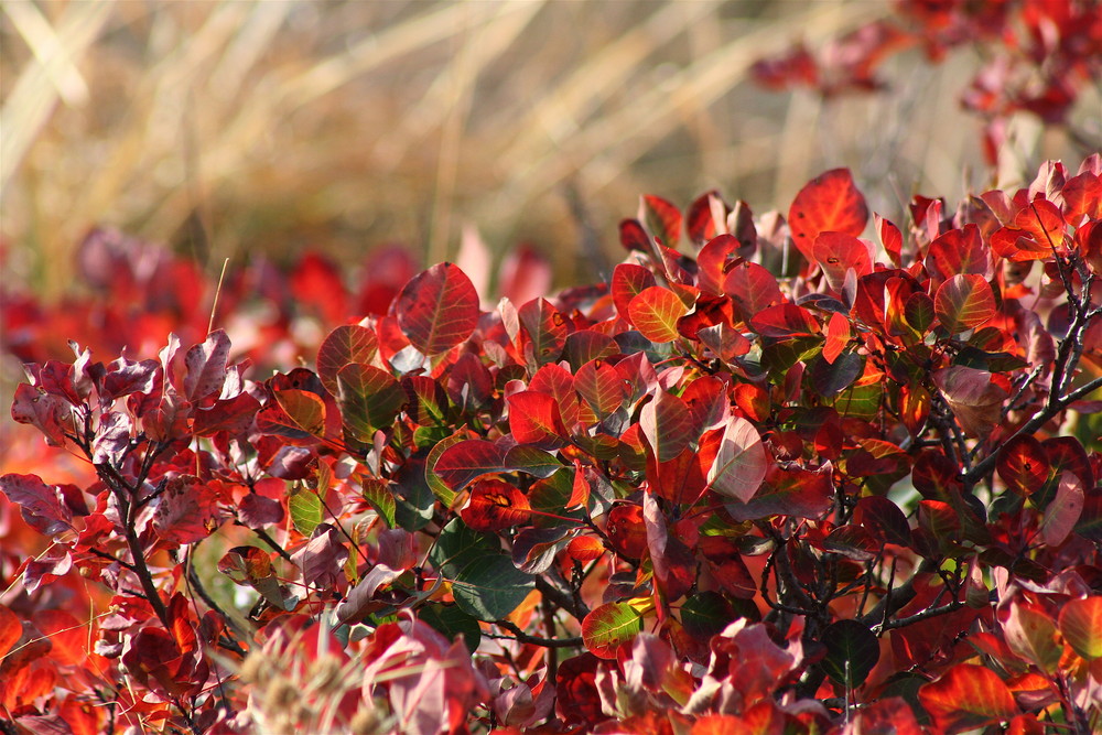 colori dell' autunno che mi deliziano