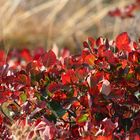 colori dell' autunno che mi deliziano