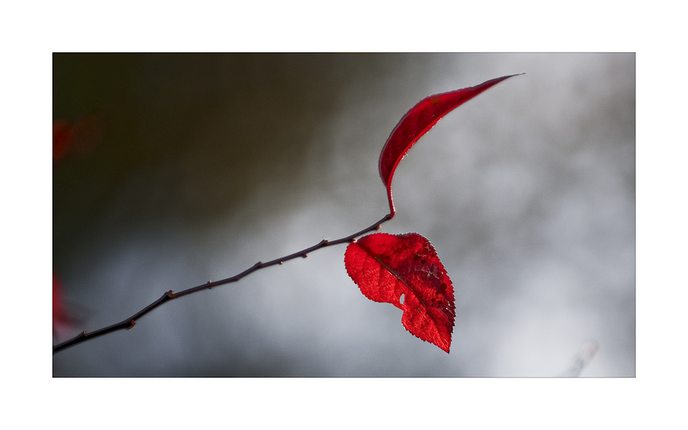 Colori dell autunno II