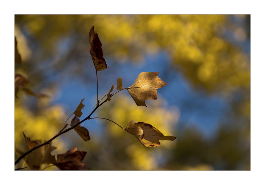 Colori dell autunno III