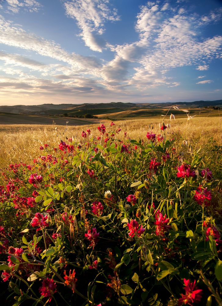 Colori della campagna