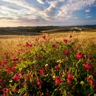 Colori della campagna