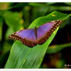 Colori della natura