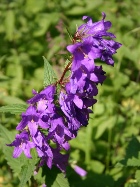 Colori della natura