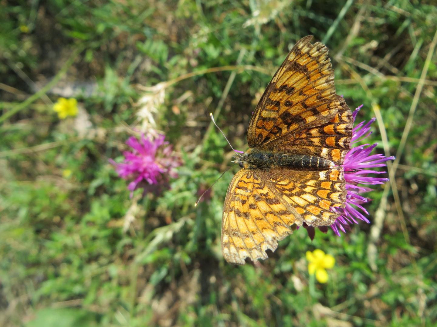 Colori della natura