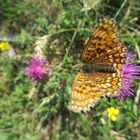 Colori della natura