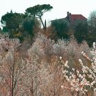 Colori della Toscana