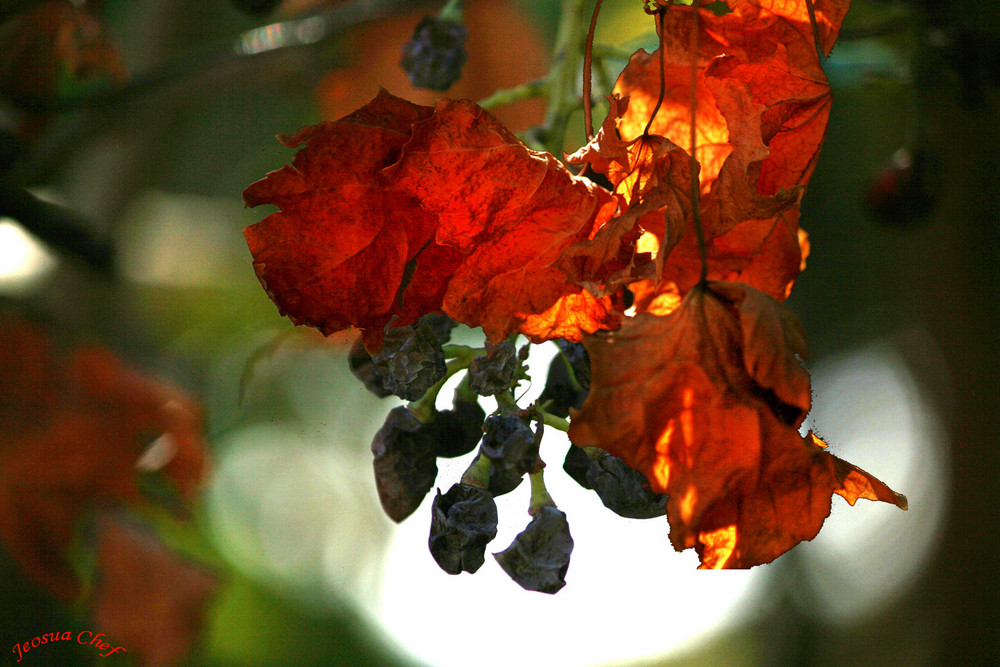 Colori dell'Autunno