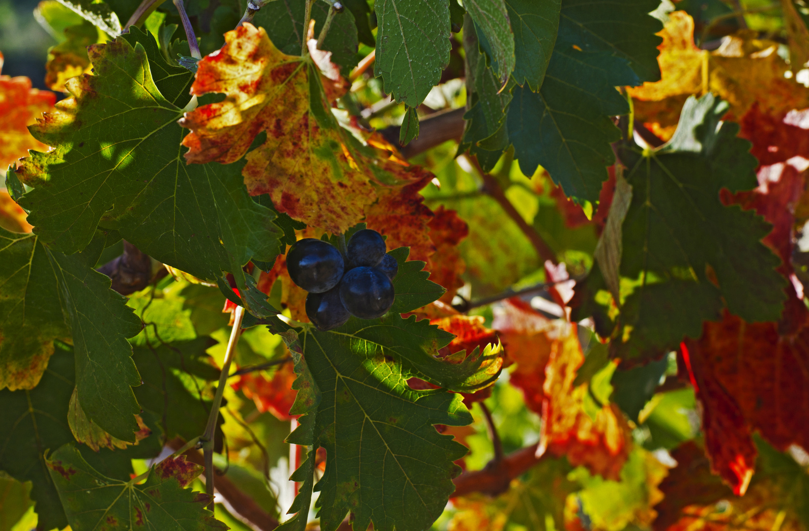 Colori dell'autunno