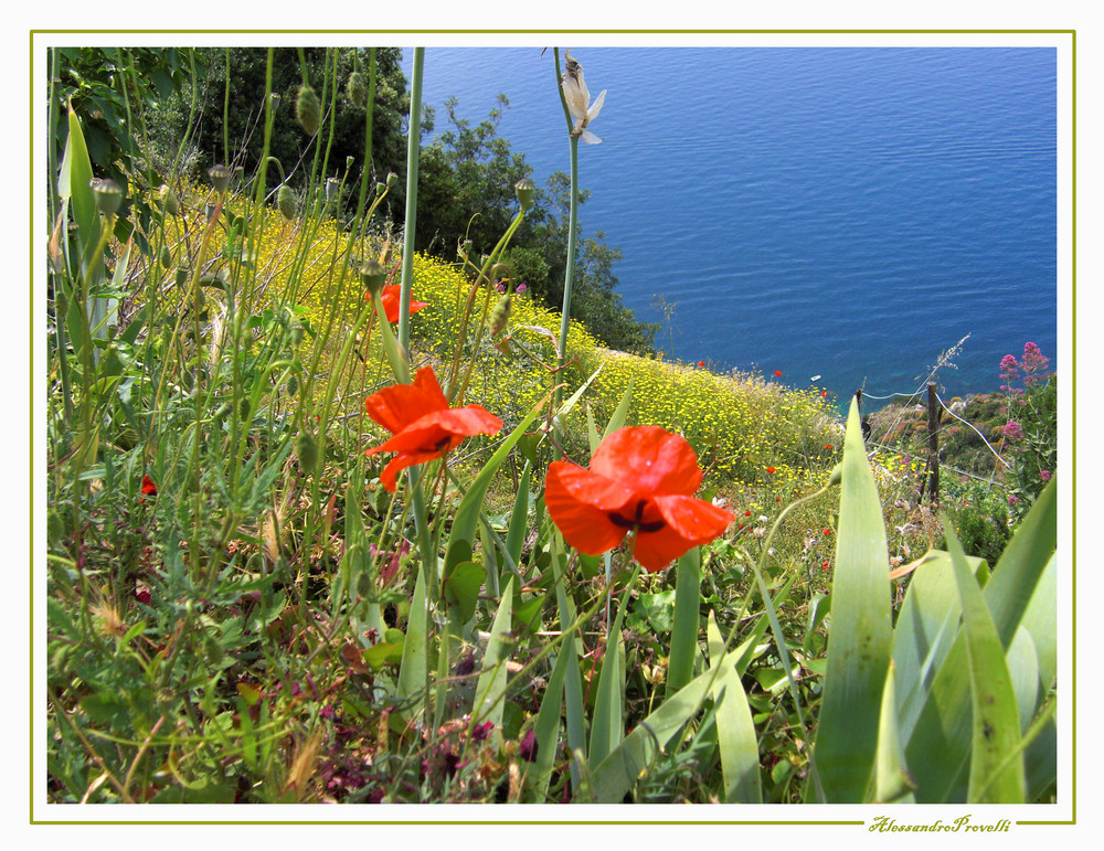 Colori delle Cinque Terre