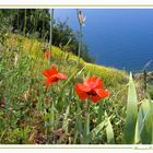 Colori delle Cinque Terre