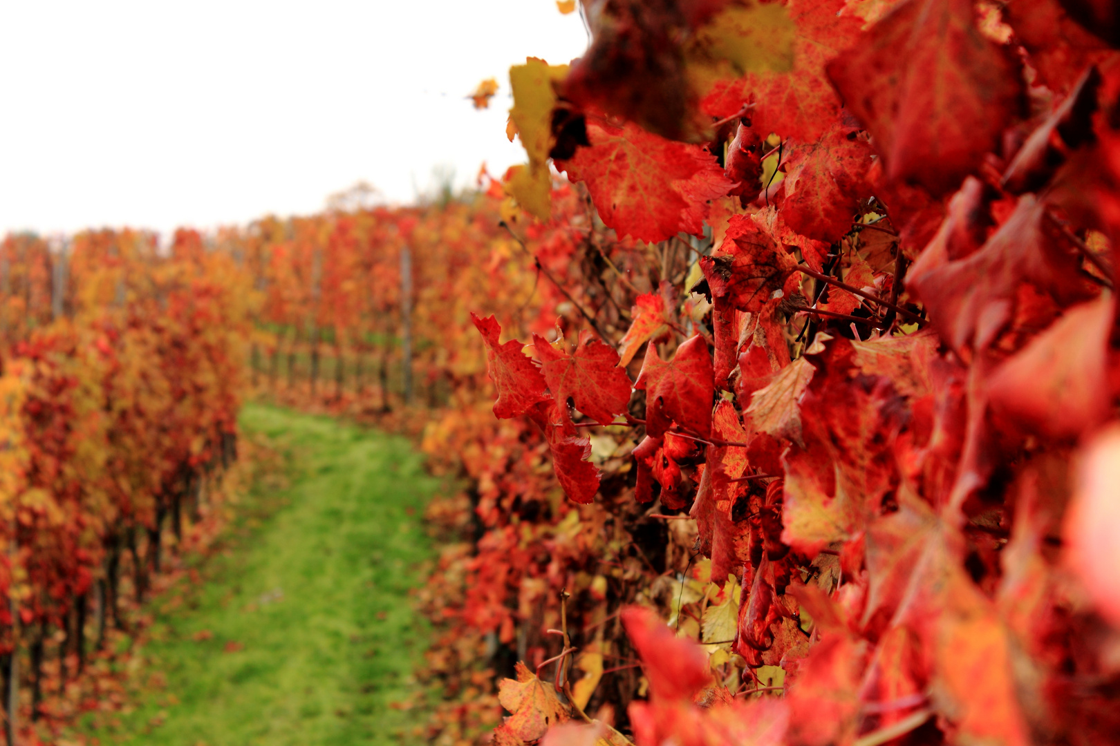 colori delle langhe