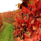 colori delle langhe