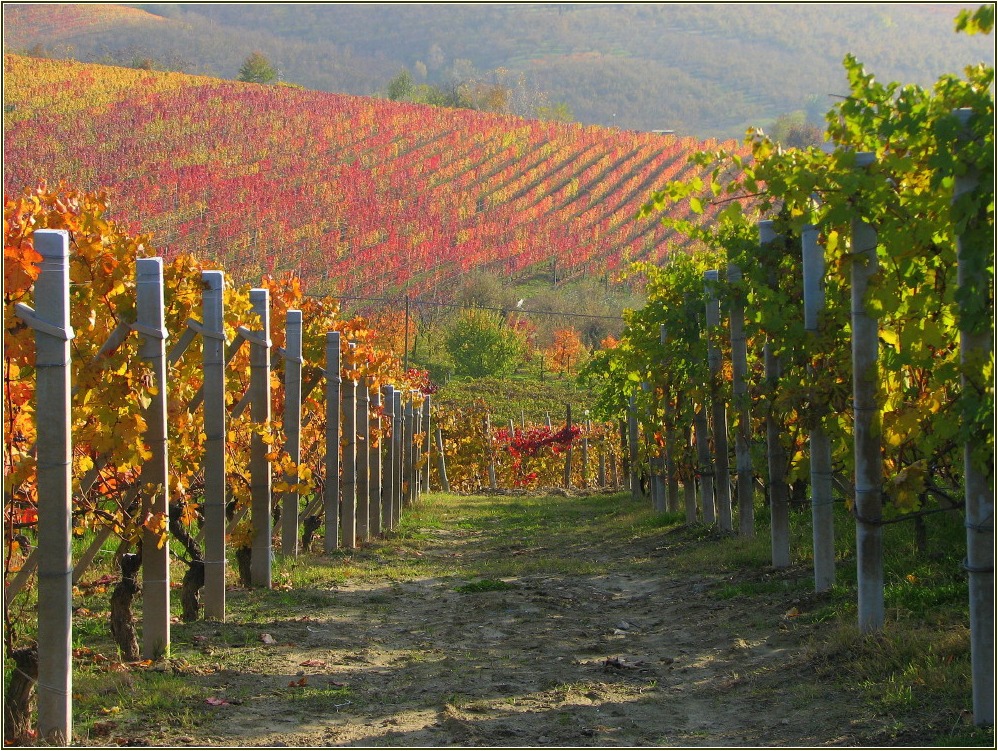 Colori delle vigne Foto Immagini paesaggi, campagna, autunno Foto su