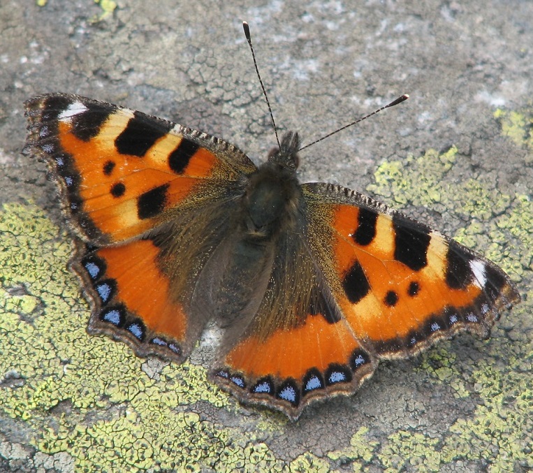 Colori d'estate - farfalla specie: Aglais urticae