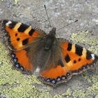 Colori d'estate - farfalla specie: Aglais urticae