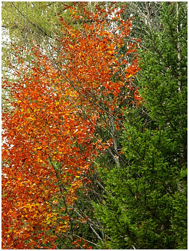 Colori di autunno - 7